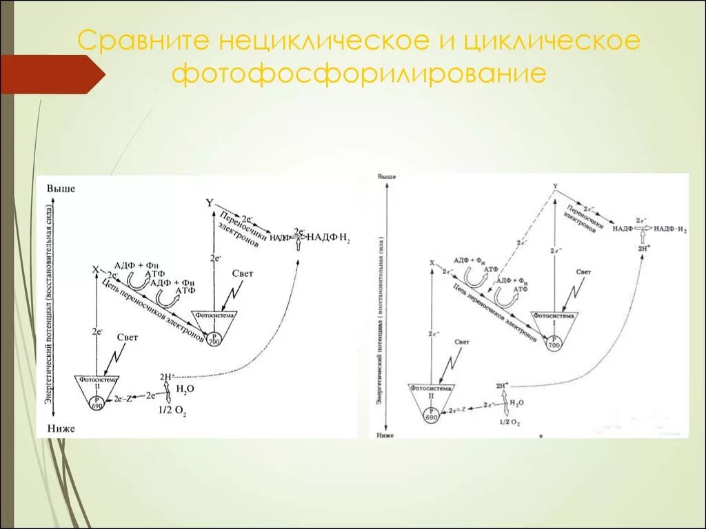 Процесс циклического перемещения. Схема циклического фосфорилирования. схема нециклического фосфорилирования. циклическое и нециклическое фосфорилирование. схема нециклического фотофосфорилирования.