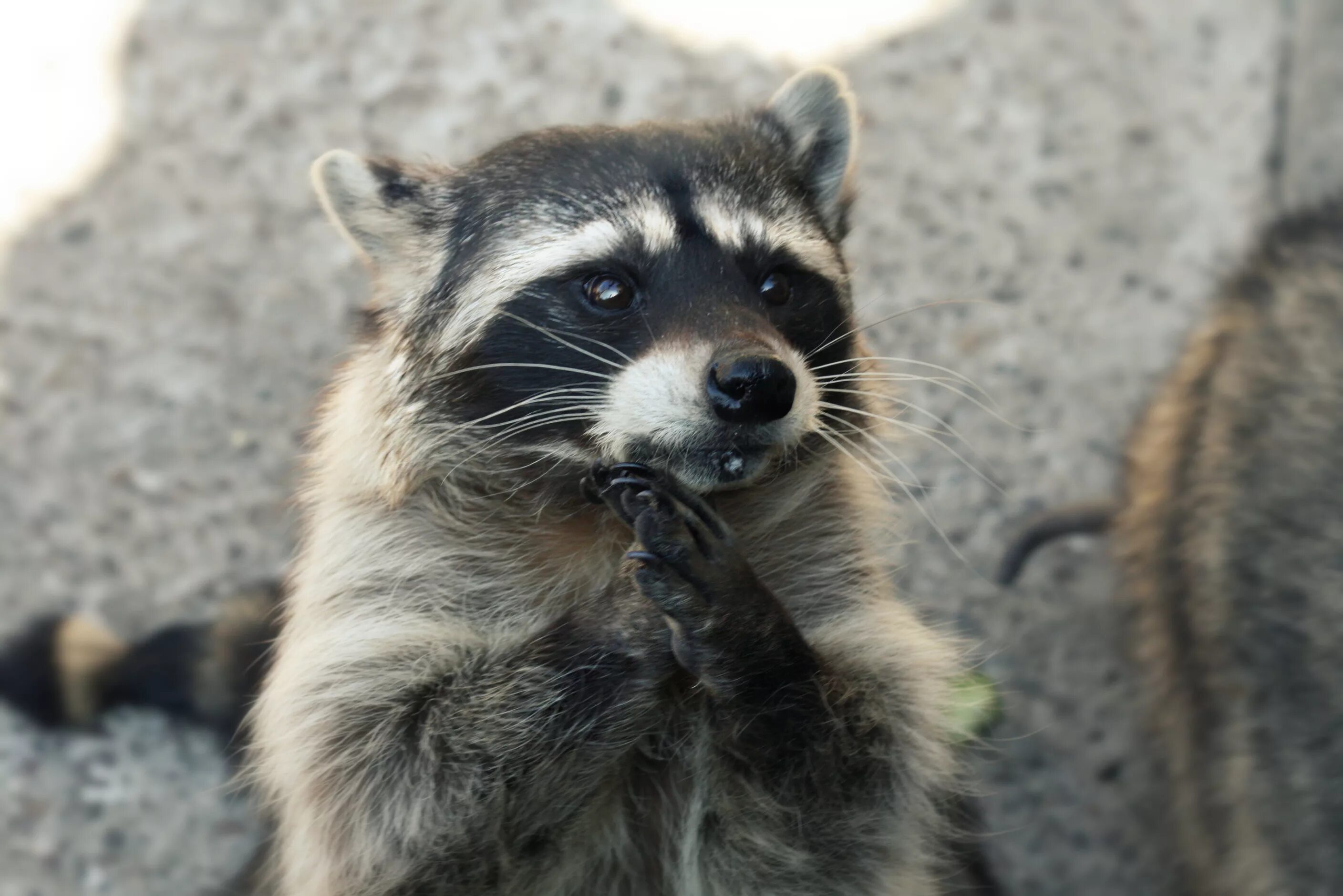 просьба живо. котик просит. просьба живо. прикольный рыжий кот. котик просит прощения.