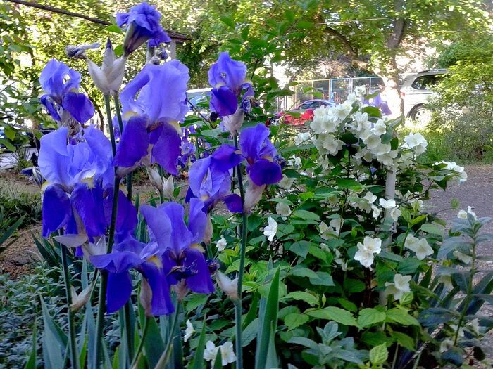 Iris 11. Букет ирис. Iris 11. Ирис фриндж оф голд бородатый. Касатик остролистный.