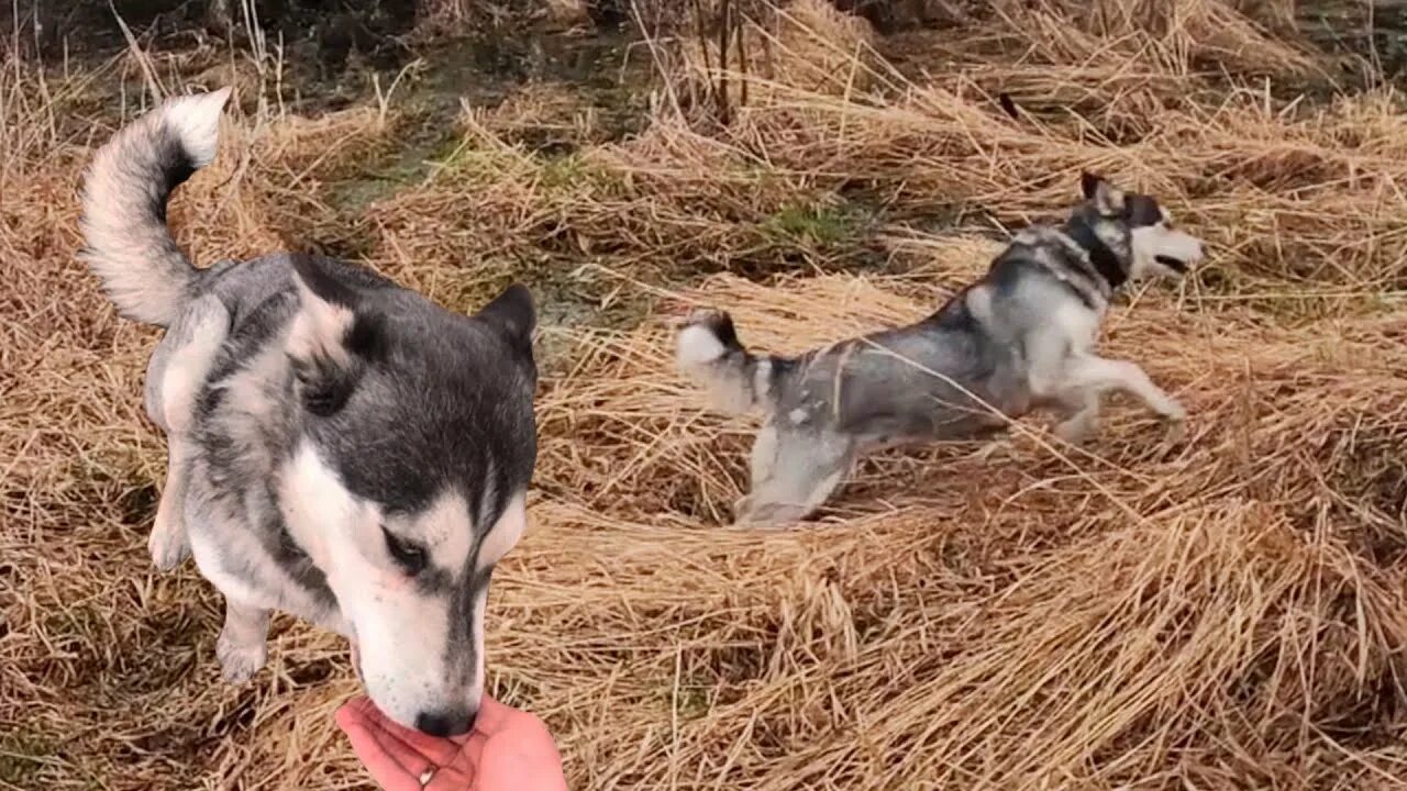 Как научить хаску