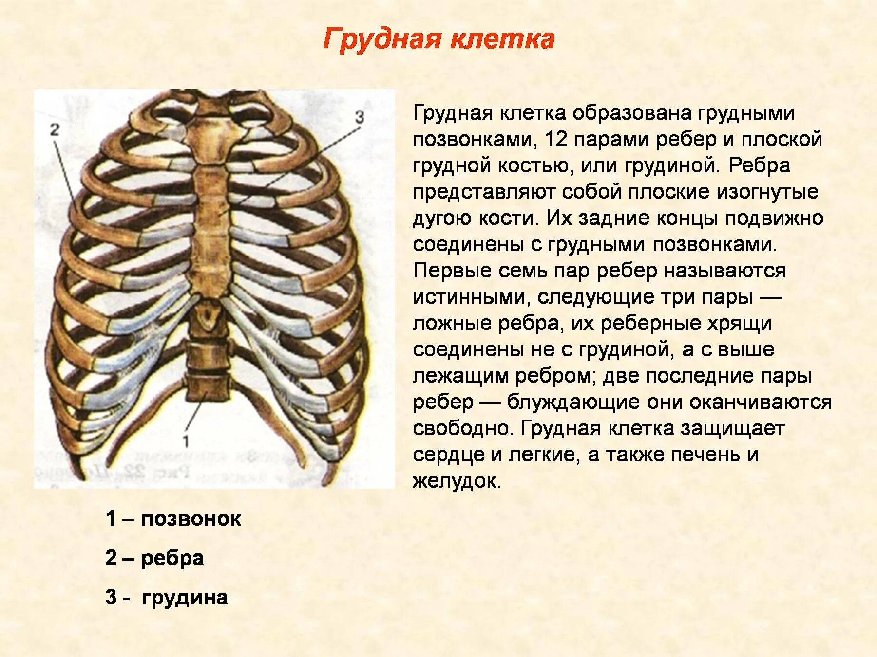 Сколько ребер у человека у женщин. Строение скелета ребра. Строение скелета грудины человека. Анатомия ребер грудной клетки нумерация. Строение грудины и ребер человека.