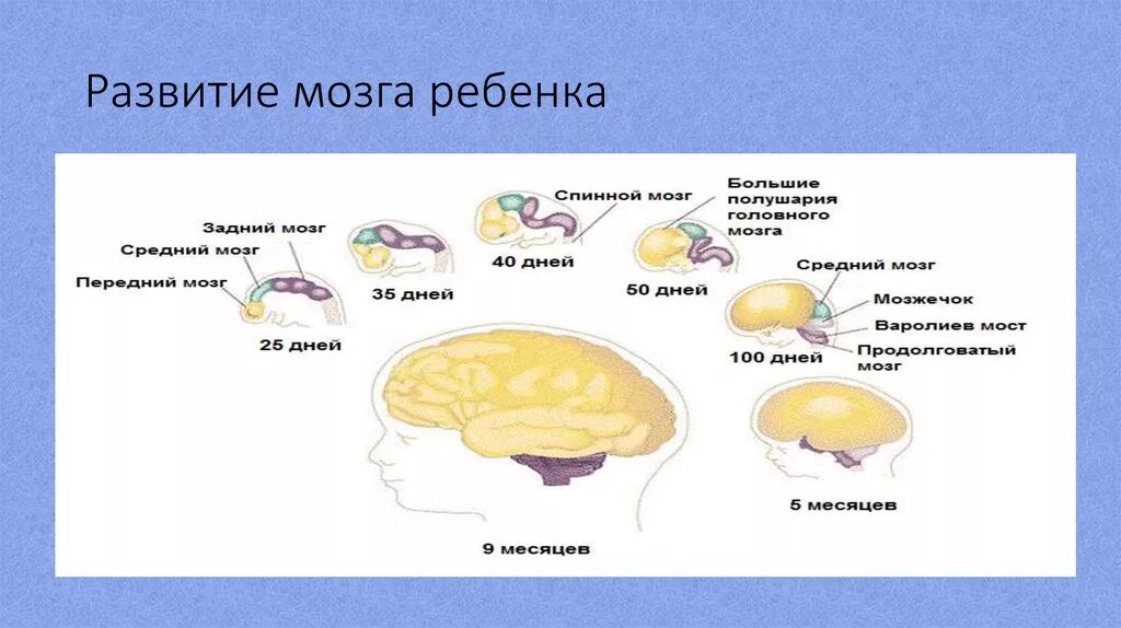 Уровень развития мозга. Развитие мозга ребенка. Формирование мозга у ребенка. Развитие головного мозга. Головной мозг ребенка.