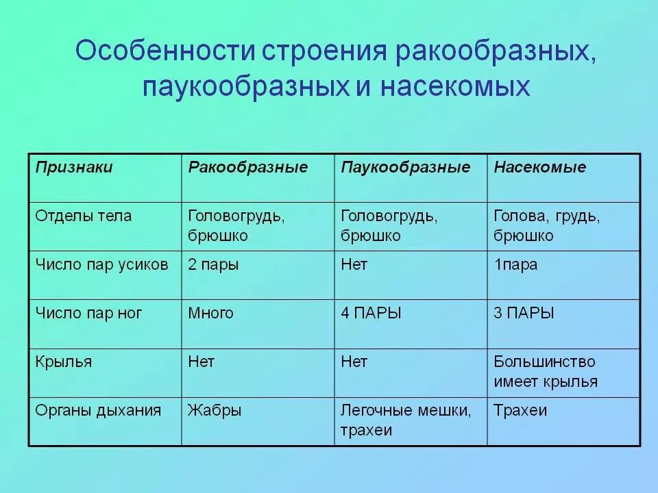 Сравните внешнее и внутреннее строение. Таблица по биологии 7 класс ракообразные паукообразные и насекомые. внутреннее строение членистоногих таблица. признаки ракообразных паукообразных насекомых таблица. особенности и строение чле.