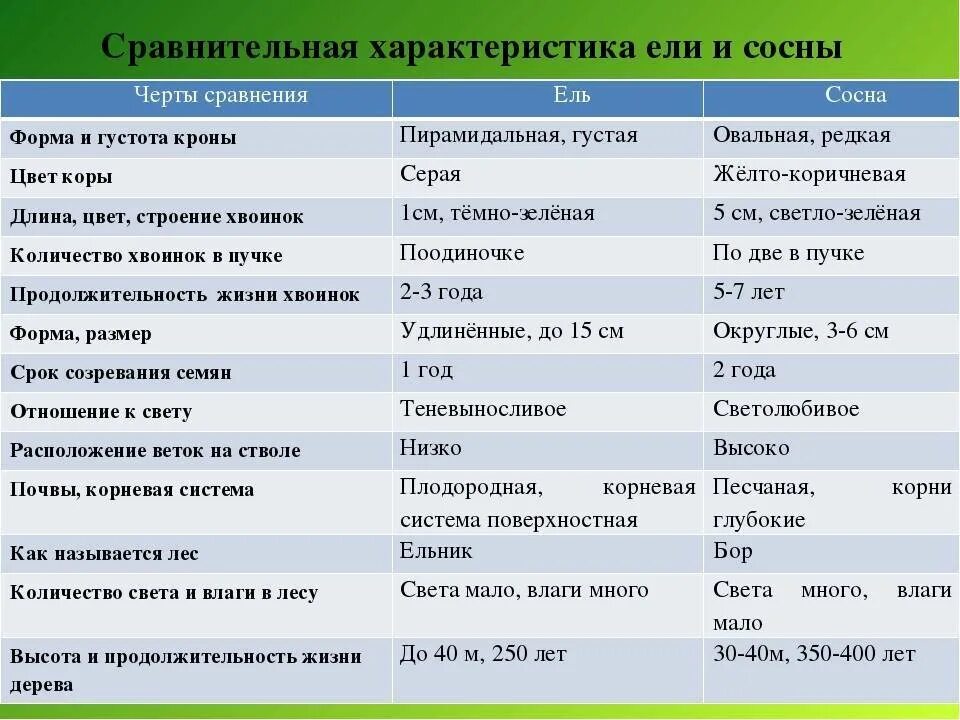 Характерные признаки хвойных. Сравнительная характеристика ели и сосны. Сравнение голосеменных хвойных растений таблица. Сравнение ели и сосны таблица. Биология сравнительная характеристика ели и сосны.