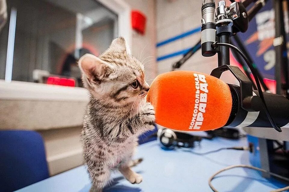 Включи кошачье радио. Радио кот. день радио кот. коты радиолюбители. кошачье радио.