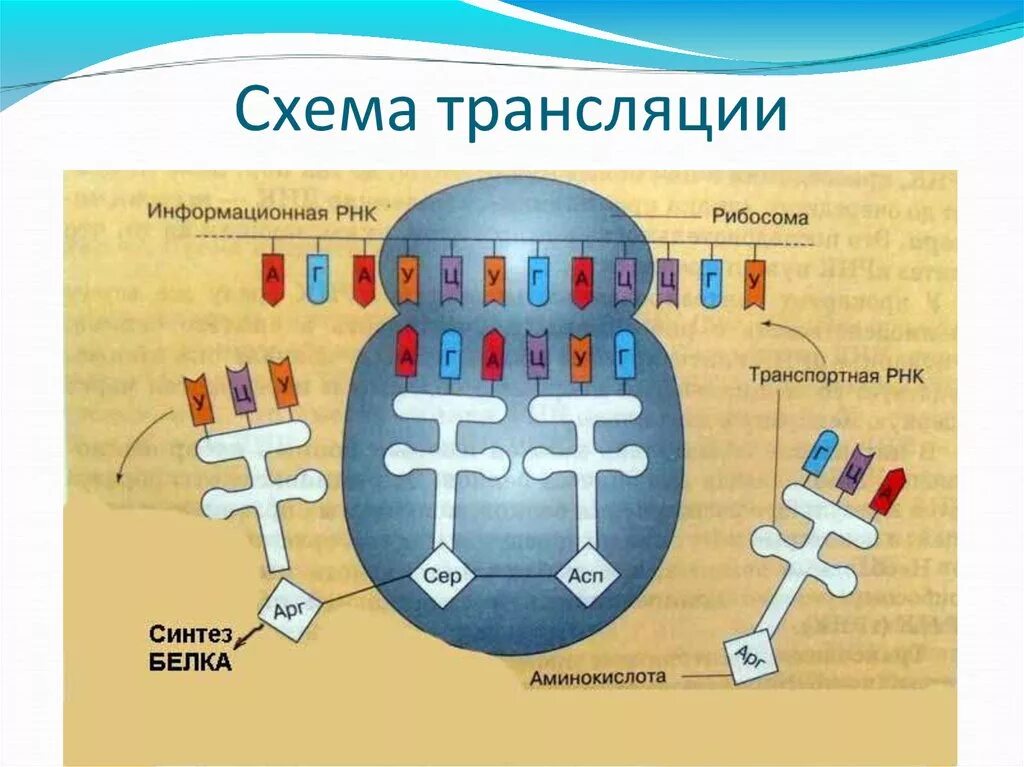 Биосинтез белка процесс транскрипции. Схема синтеза белка в рибосоме трансляция. Схема синтеза белка в рибосоме. Схема трансляции на рибосоме. Схема трансляции синтеза белка рисунок.