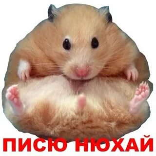 Тока хомка