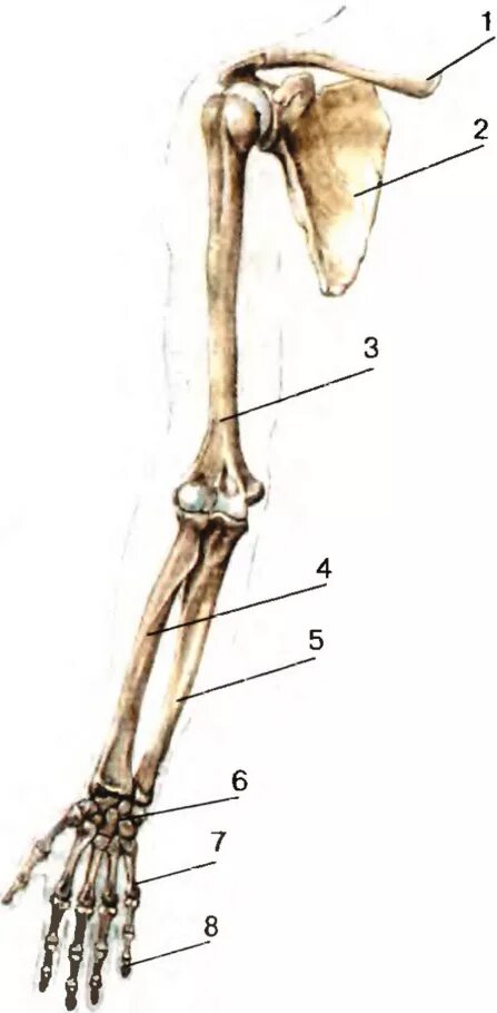 Лучевая кость на руке анатомия. Плечевая локтевая и лучевая кости. Плечевая кость и кость предплечья. Плечевая лучевая локтевая кость. Кости скелета рук