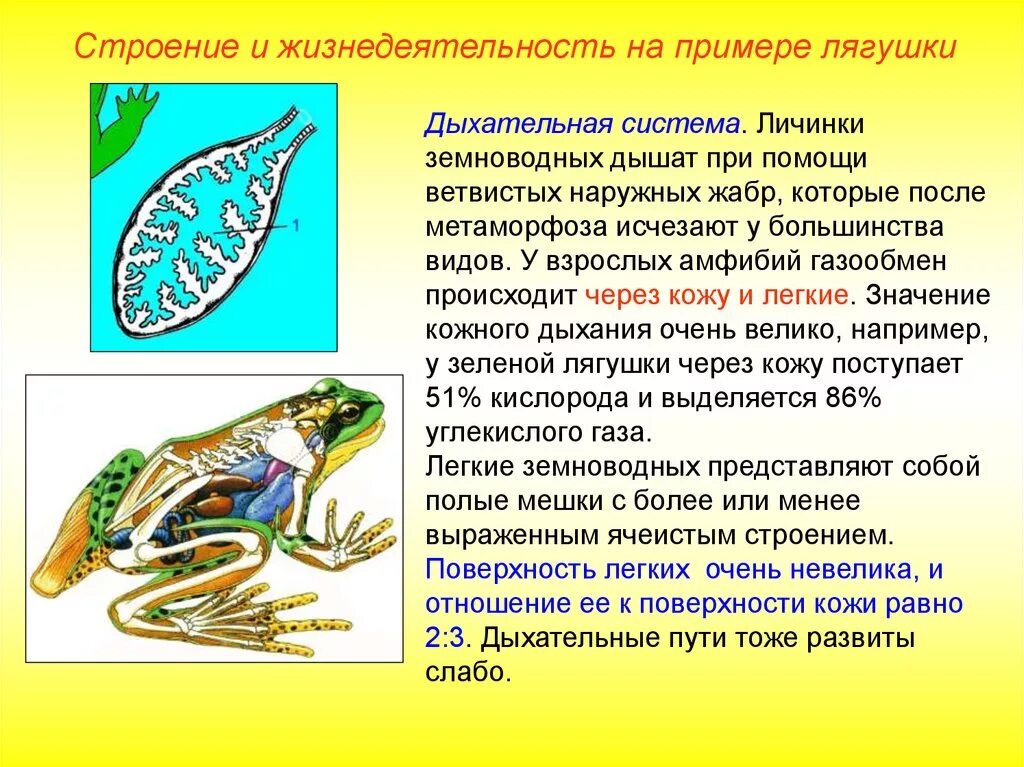 Жизнедеятельность позвоночных животных. Строение дыхательной системы лягушки. Система дыхания лягушки анатомия. Земноводные строение дыхательной системы. Дыхательная строение земноводных.