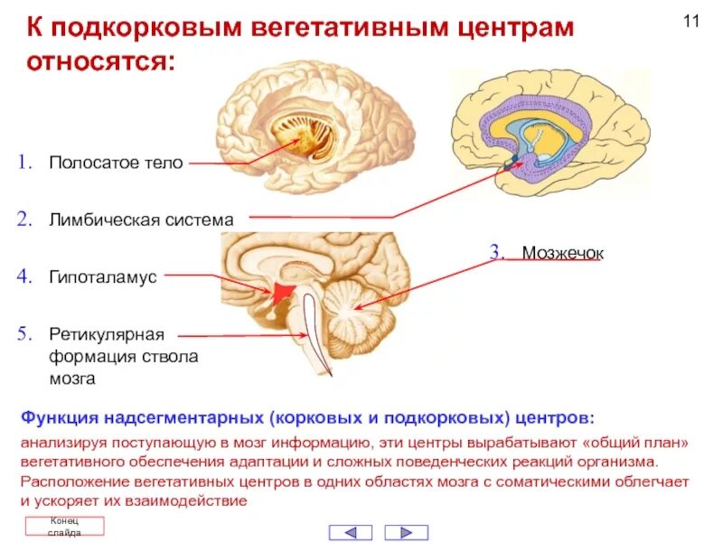 Корковый центр вегетативной нервной. Подкорковая система головного мозга. Строение подкорковых структур мозга. Лимбическая система мозга вегетативные функции.