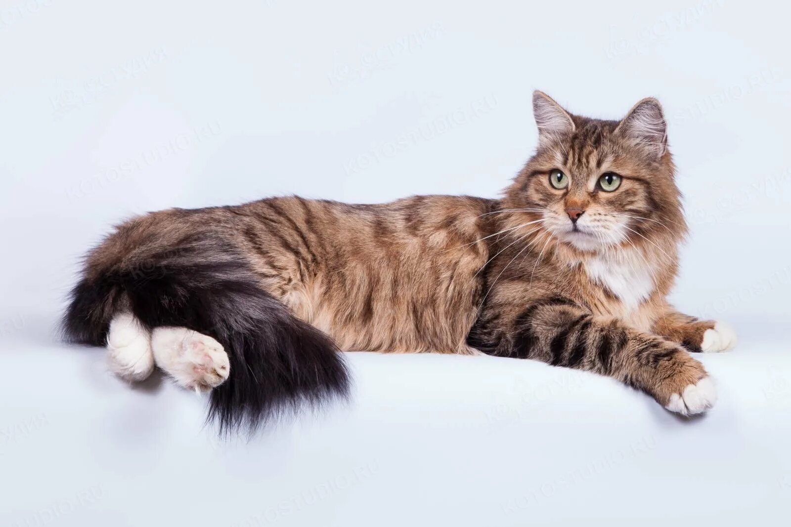 Н сиб. Окрас n24 сибирской кошки. Сибирская сторожевая кошка. Сибирский кот пятнистый. Сибирский длинношерстный кот.