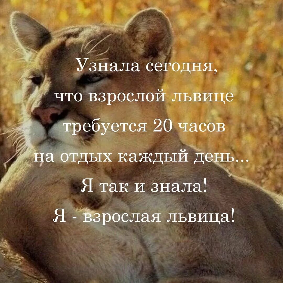 Понять сегодняшний. Узнала сегодня что взрослой львице. Взрослой львице требуется 20 часов. Взрослая львица. Взрослой львице требуется.
