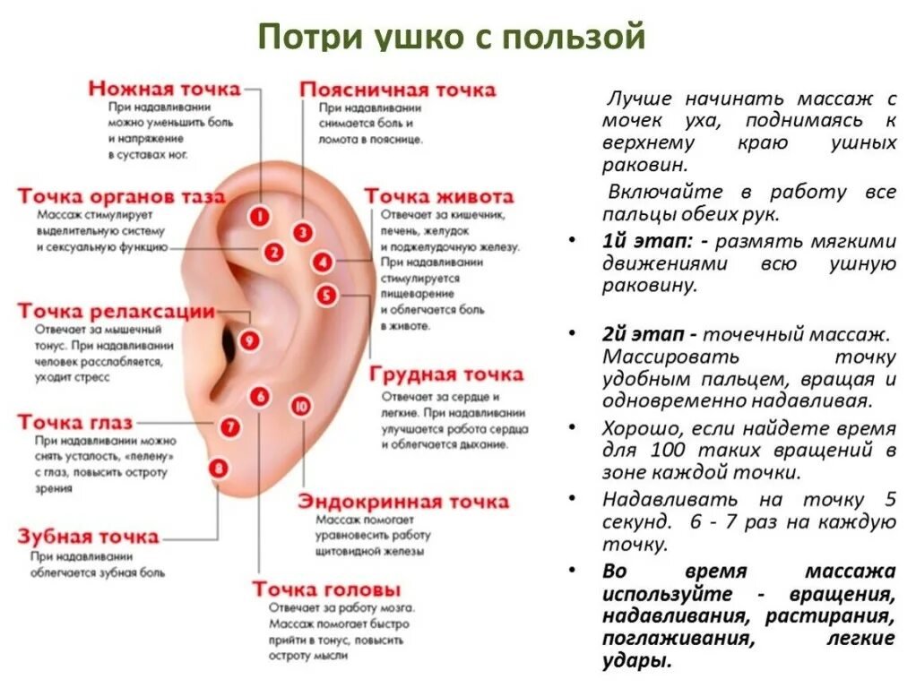 Козелковый массаж уха. Точки на ухе для массажа. Активные точки на ушной раковине. Акупунктурные точки на мочке уха.