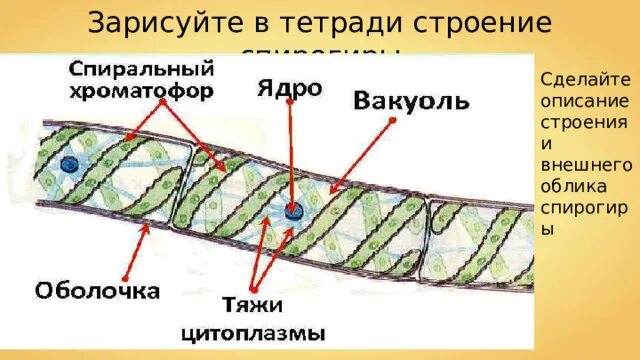Каковы особенности строения спирогиры кратко. Фрагментация спирогиры. внешнее строение спирогиры. спирогира строение. спирогира описание.