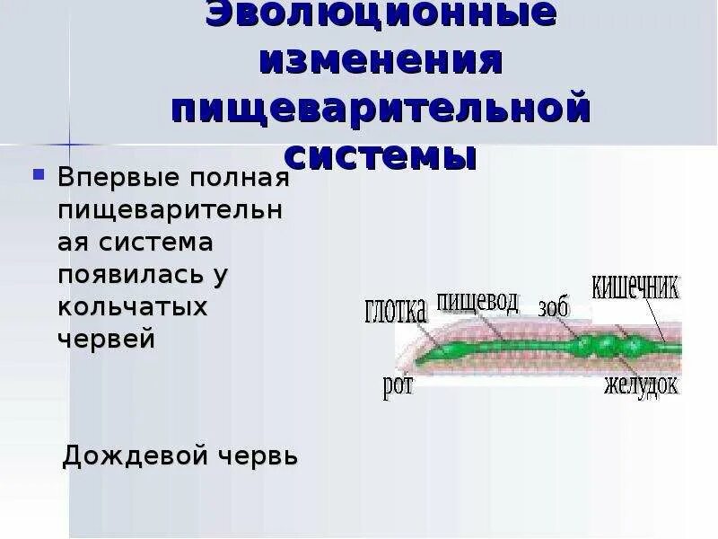 Пищеварительная система плоских червей круглых червей кольчатых. Пищеварительная система кольчатых. Строение пищеварительной системы кольчатых червей. У кого впервые появилась пищеварительная система. Пищеварительная система органов кольчатых червей