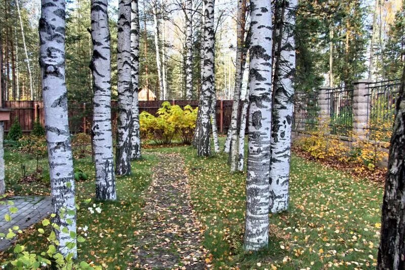 береза в саду. в саду были березы. береза jacquemontii. берёзовый сад санкт-петербург. берёза повислая.