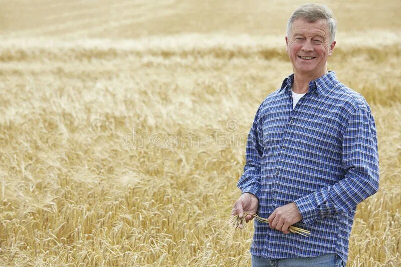 Мужчина фермер в поле пшеницы. Фермер в поле пшеница. Возраст пшеничного