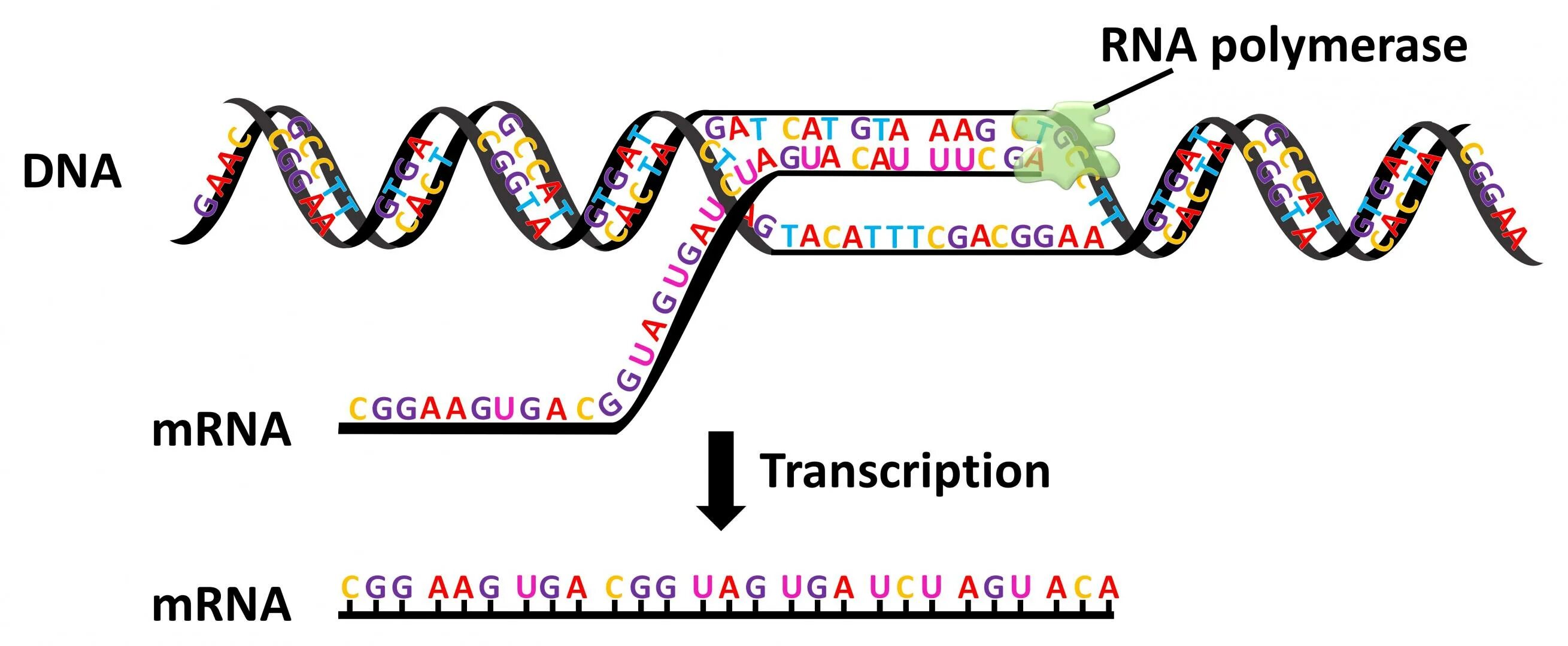 Транскрипция РНК. Transcription process foto. Транскрипция РНК этапы. Transcription is. Dna перевод