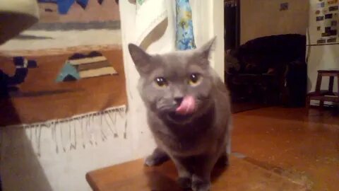 Включи котэ на ютубе