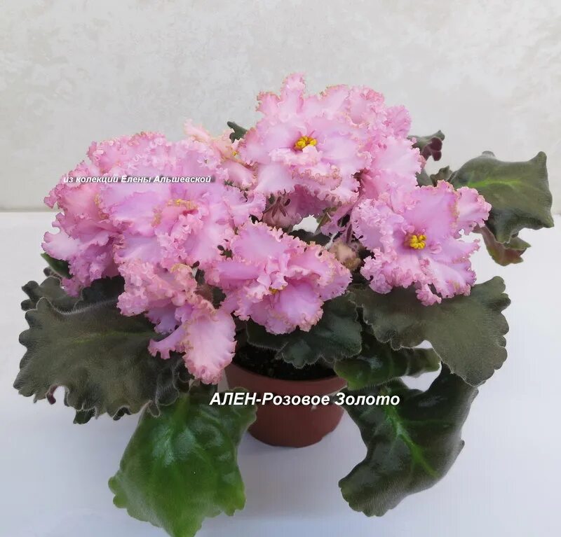 ле-villa rosa (е. фиалка ле розовое золото. фиалка ле rosie girl. фиалка ле розовое золото спорт. сорт фиалки ле роза ветров.