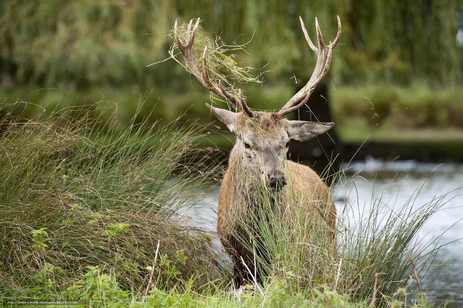олень пампасный фото. морской олень. водные жители. рыба олень. тюлень с рогом.
