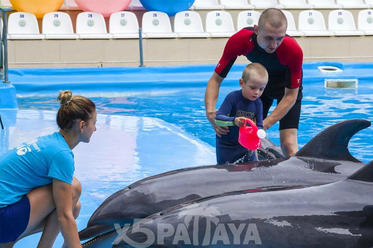 Дельфинарий паттайя. Дельфинарий Тайланд. Дельфины в Паттайе. Плавание с дельфинами Ростов на Дону.