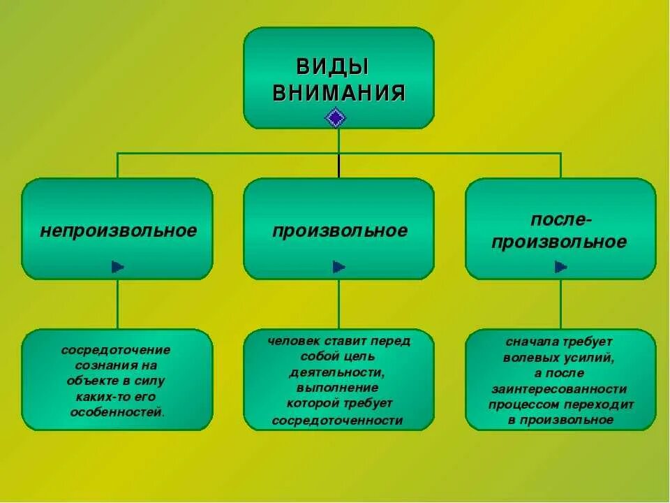 Перечислите основные виды внимания.. Основные виды внимания непроизвольное произвольное. Виды внимания схема. Виды внимания в психологии.