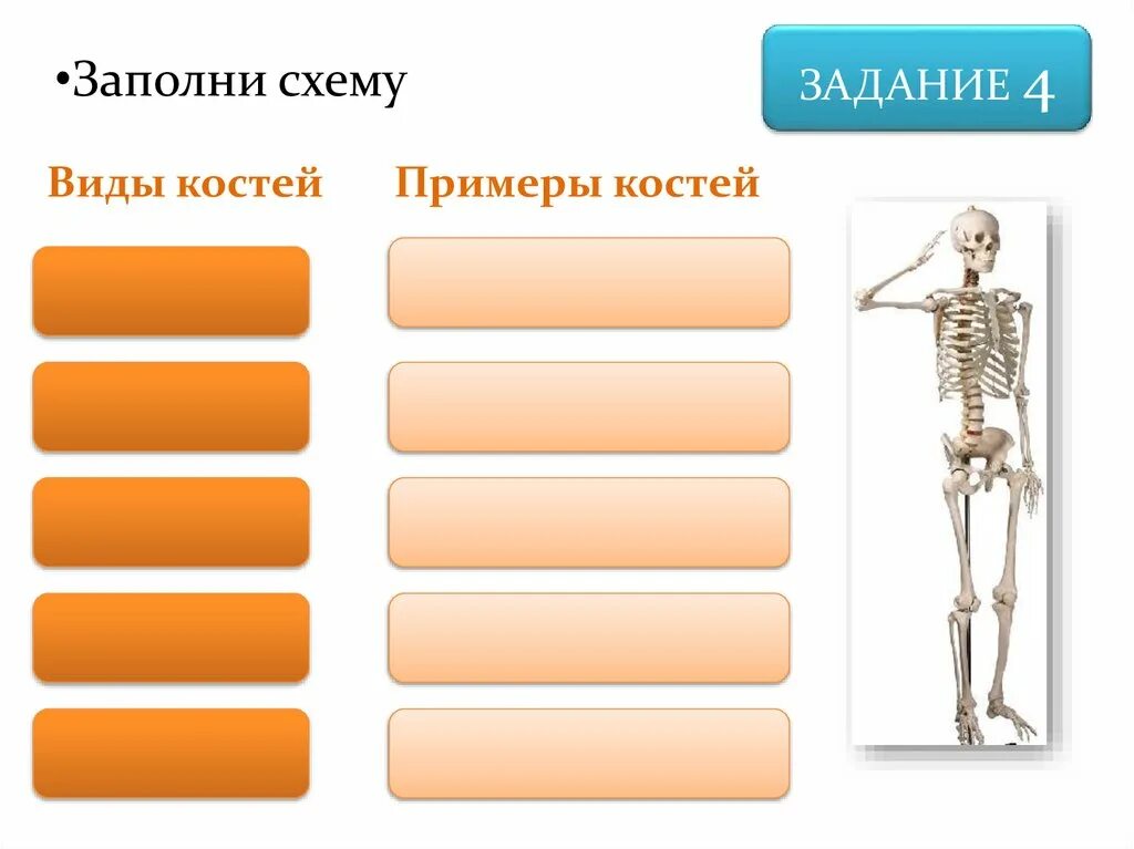 Рис. 137. Различные виды костей