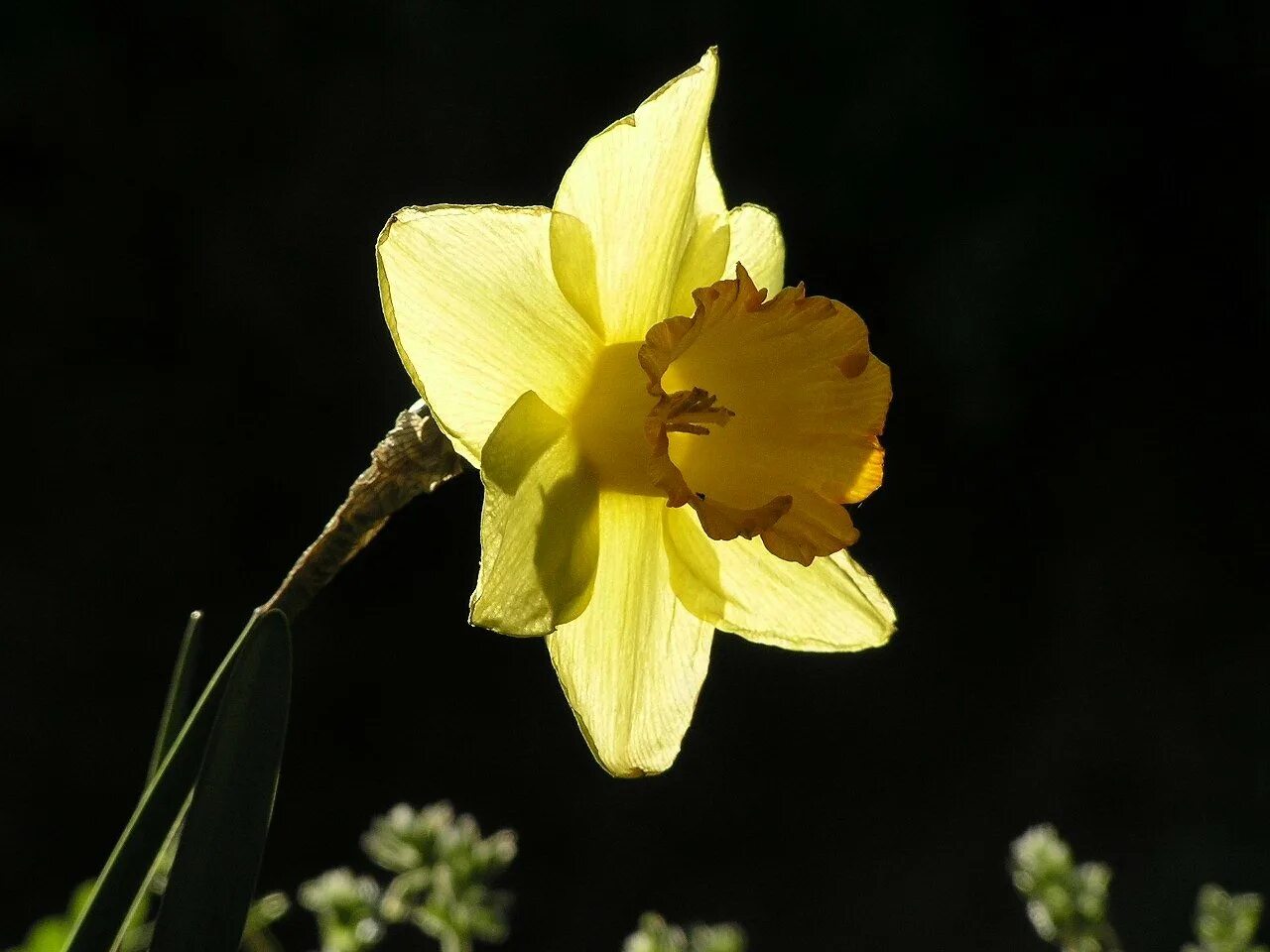 Нарцисс Narcissus Faith Фейт. Нарцисс цветок одиночный. Нарцисс Ирен Коупленд.