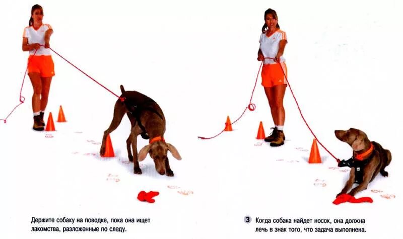 Как научить команде зайка. Команды для йорка. Учим собаку команде зайка. Как научить команде зайка. Учим команды с собакой.