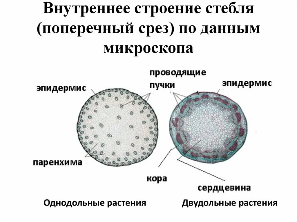 Проводящий пучок однодольного растения. Строение проводящих Пучков однодольных и двудольных растений. Строение стебля однодольных и двудольных растений. Первичное строение стебля однодольных и двудольных растений. Внутреннее строение стебля однодольных растений.