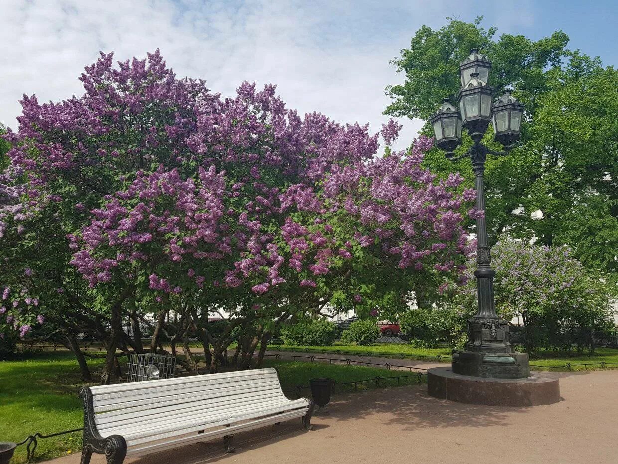 Площадь сирени. Сиреневый бульвар парк сирени. Сиреневая аллея в Екатерининском парке.