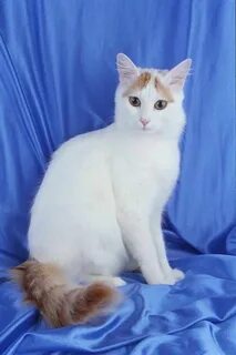 Турецкий кот