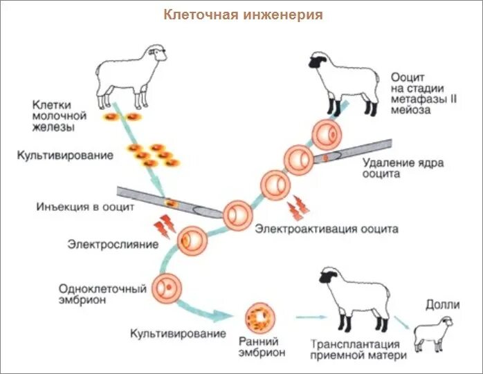 Установите последовательность этапов генной инженерии