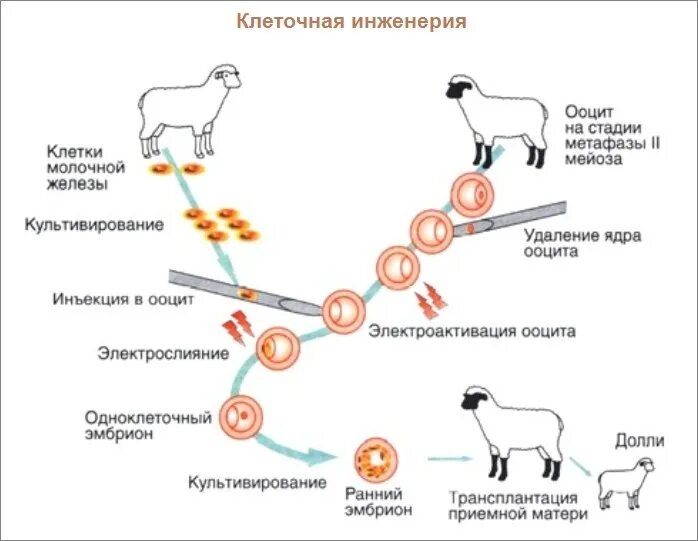 Метод пересадки ядер. Генная и клеточная инженерия конспект. Метод селекции клонирование животных. Методы клеточной инженерии клонирование. Клеточная селекция этапы схема.