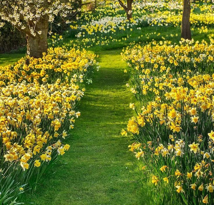 Fill Your Yard With Delightful Daffodils Angie The Freckled Rose in 2025 Daffodi
