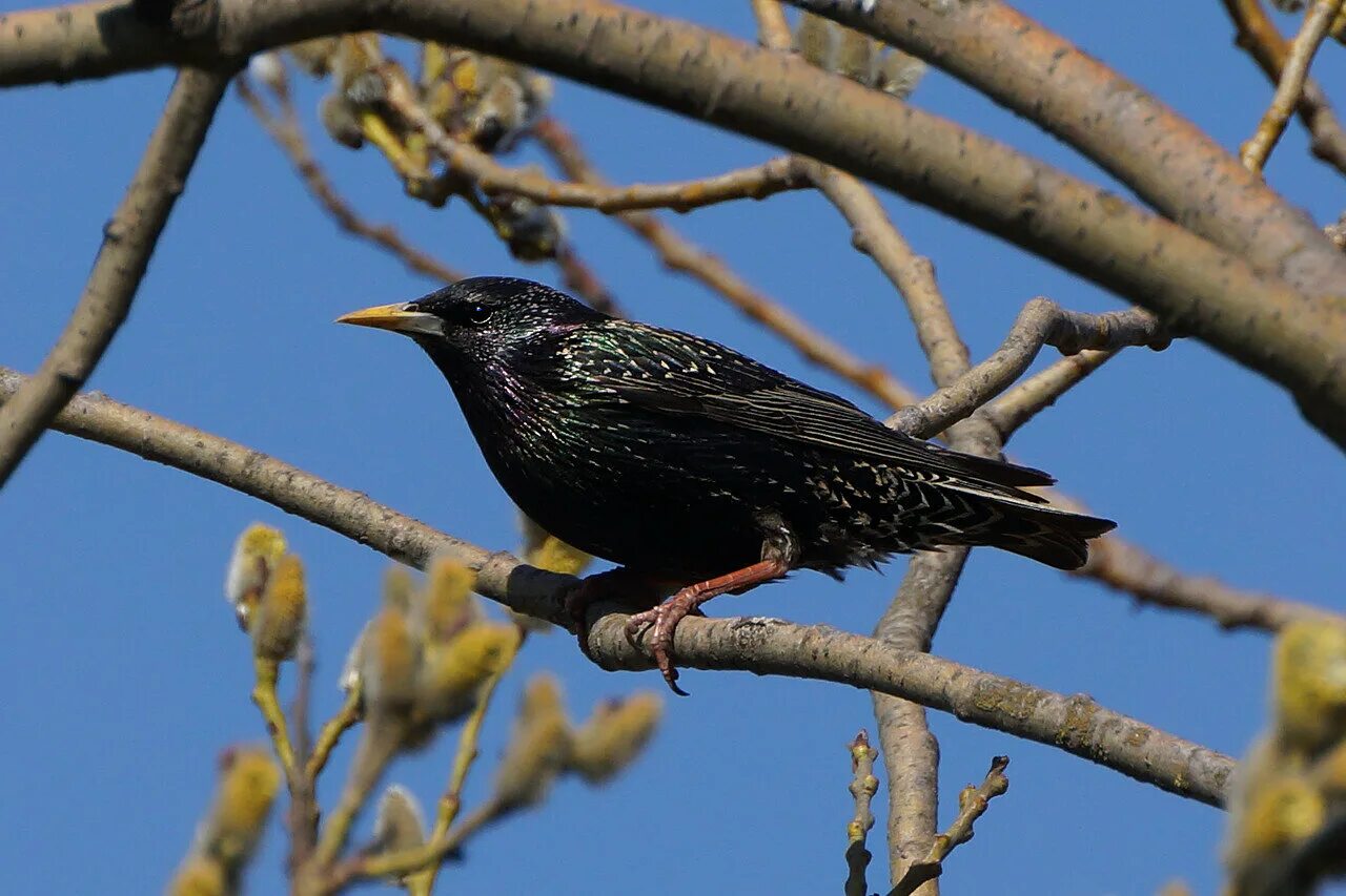 Обыкновенный скворец (Sturnus vulgaris). Желтогрудый скворец. Скворец обыкновенный ‒ Sturnus vulgaris (l., 1758). Сокотранский длиннохвостый скворец