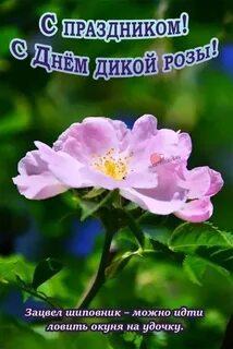 День шиповника