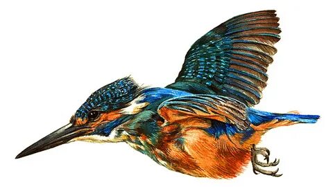 Кая из зимородка