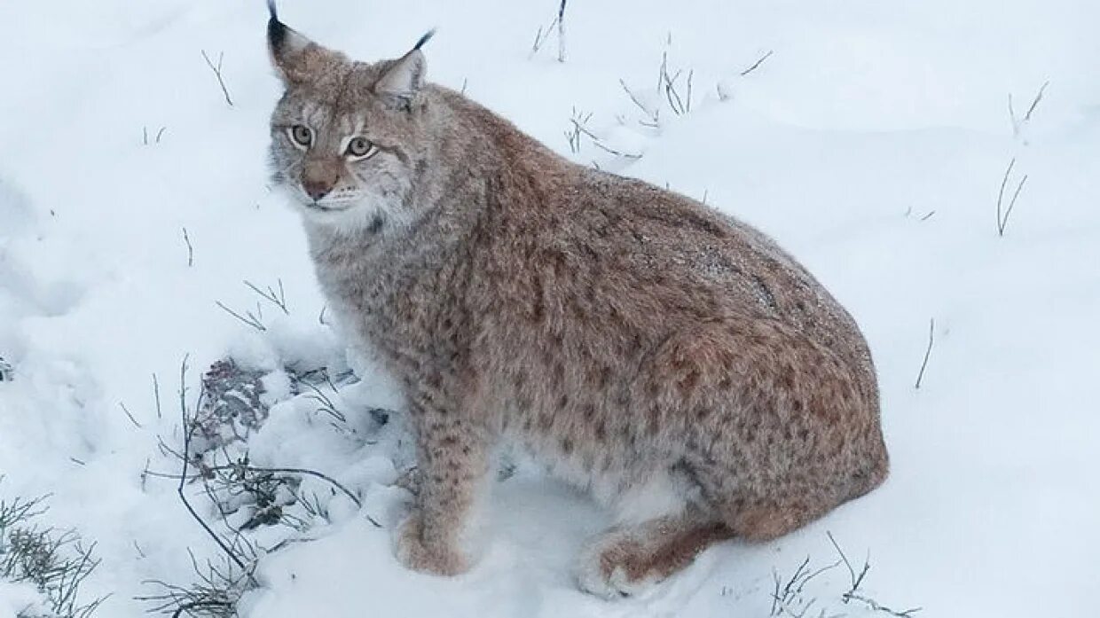 Тверская рысь. Рысь обыкновенная Lynx Lynx Linnaeus, 1758. Сибирская Рысь. Рысь во Владимирской области заметили. Якутская Рысь.