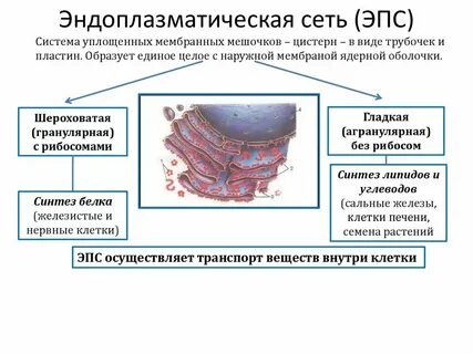 Функции эпс биология
