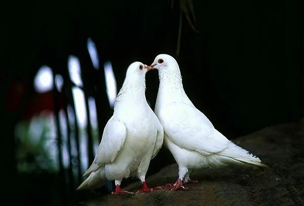 Голуби целуются. Пара голубей. Белый голубь. Два голубя.