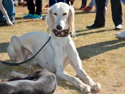 Жасанды клиторды қалай жасауға болады