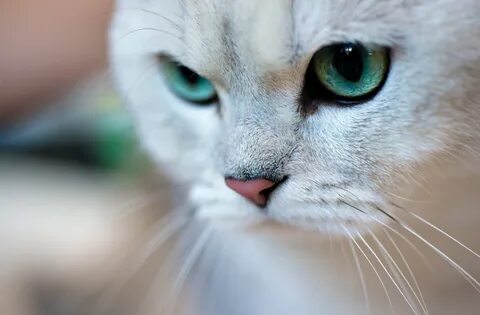 Котики с красивыми глазами