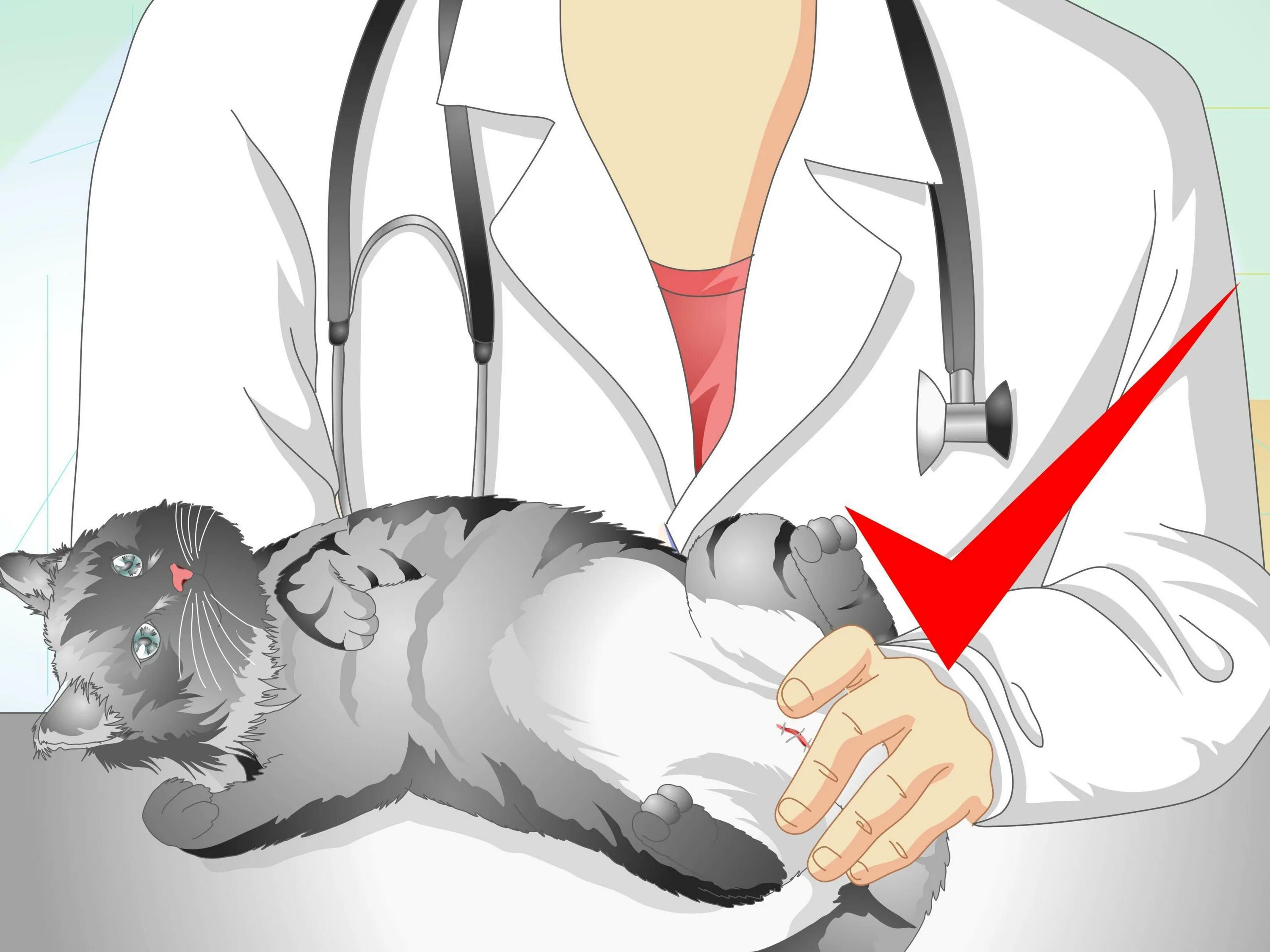 Коту делали операцию. Коту делали операцию