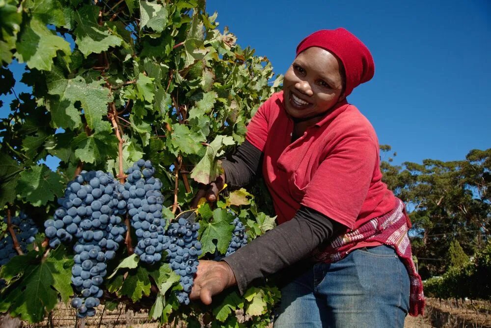 Виноград юар. Винодельни юар. Пинотаж юар виноградники. Виноград юар. Пинотаж юар виноградники.