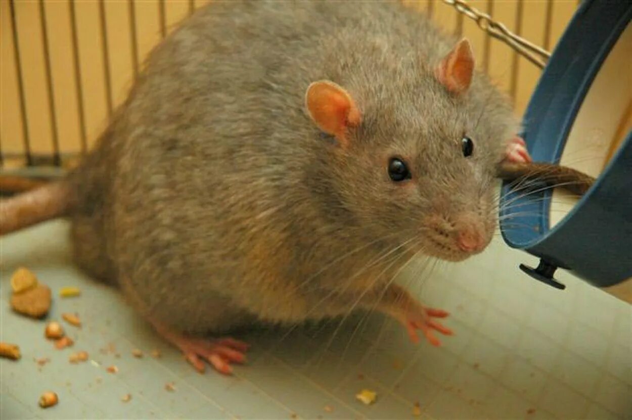 Жир мыши. Крыса Дамбо.