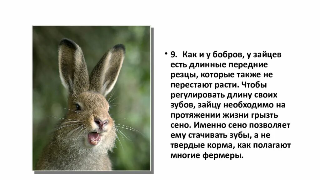 Почему зайчат называют. Заяц. Факты о зайцах. Интересные факты о зайчиках. Сообщение о зайце.