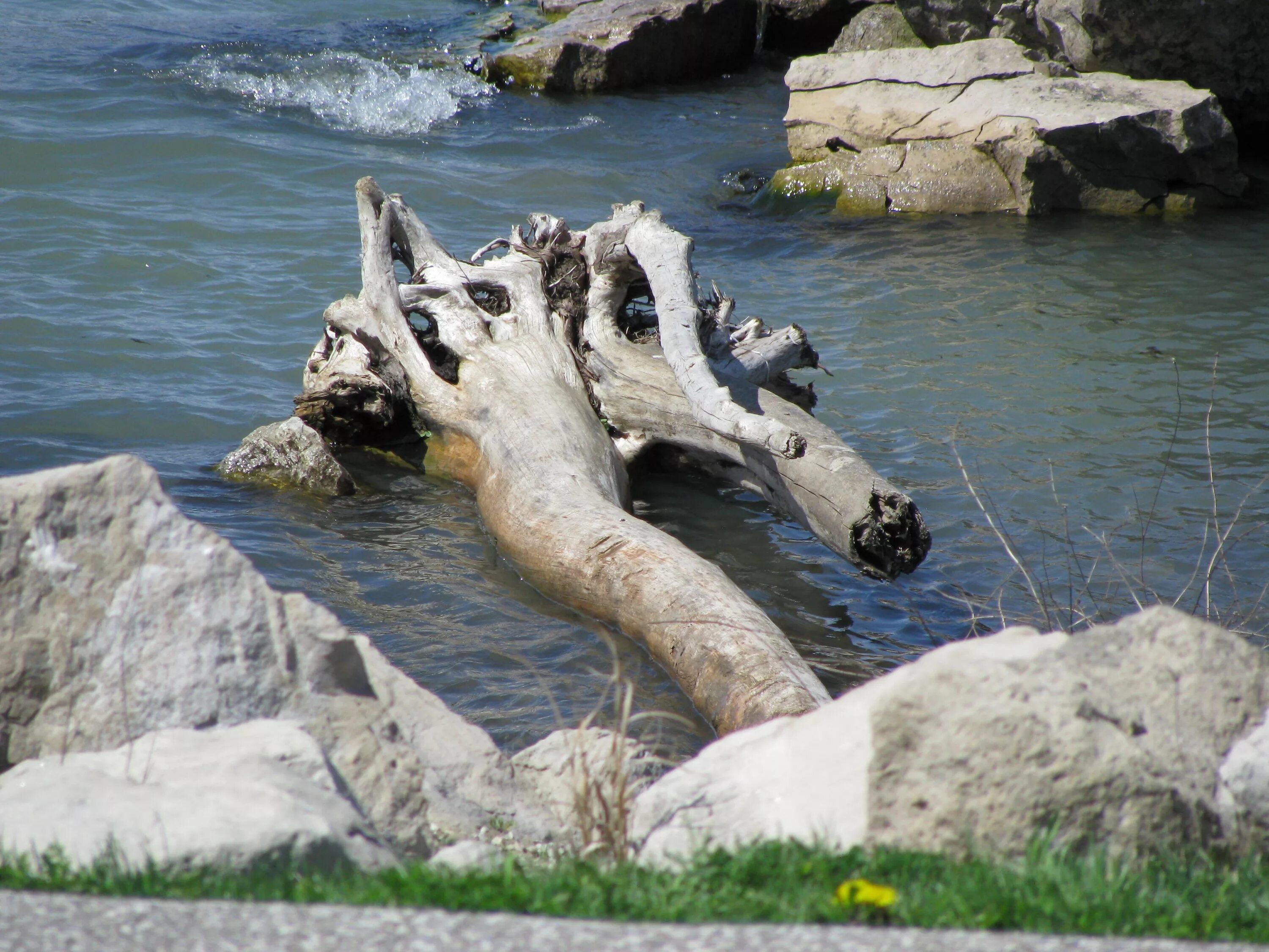 Речная коряга. Коряги из реки. Что такое топляк в воде. Коряга в реке