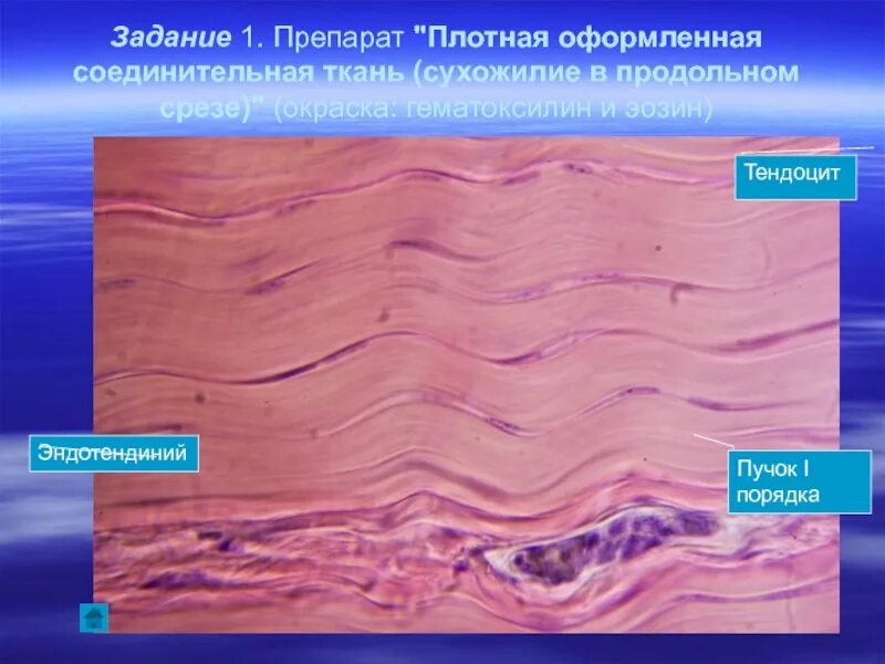 Плотная оформленная ткань. Плотная оформленная соединительная ткань сухожилия теленка. Плотная неоформленная волокнистая соединительная ткань продольный. Плотная оформленная соединительная ткань препарат продольный срез. Оформленная коллагеновая соединительная ткань сухожилия.